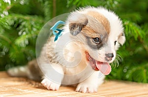 Cute smiling puppy of welsh pembroke corgi dog breed near fir branches at nature.