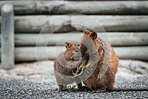 Cute smiling quokkas on Rottnest Island eating leaves, Western Australia. Animal family