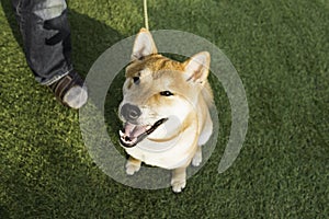 Cute of Smiling Shiba inu Red-haired Japanese Dog on green grass Background, Close up Portrait Pet outdoor