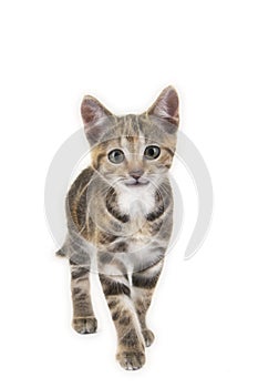 Cute smiling tabby kitten cat walking towards you