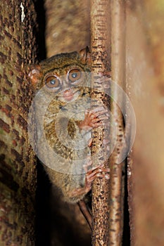 Tarsier, the smallest primate, Tangkoko, Sulawesi, Indonesia photo