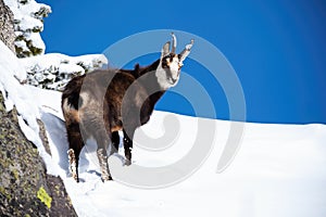 Cute smiling tatra chamois with fluffy coat going up the snowy hill