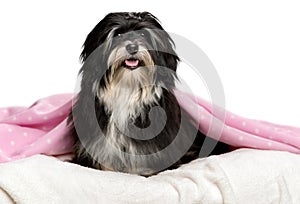 Cute sitting black and white Havanese dog in a bed