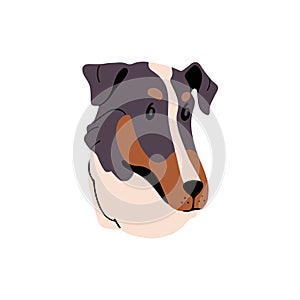 Cute Smooth Collie face. Puppy muzzle of Australian Shepherd. Happy pup of herding dog. Tricolor sheepdog portrait of
