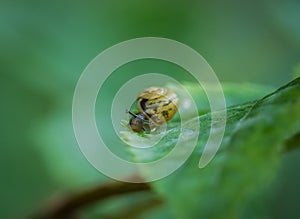 A cute snail closeup at summer in saarland, copy space