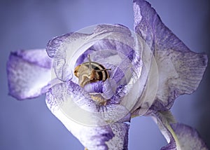 Cute snail on a flowers