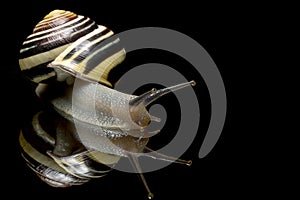 Cute Snail. Garden snail isolated on black. Close-up. Garden snail on black reflective background