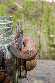 Cute snail on a glass