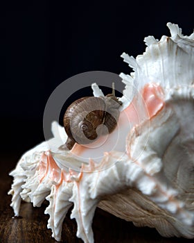 Cute snail on a large seashell