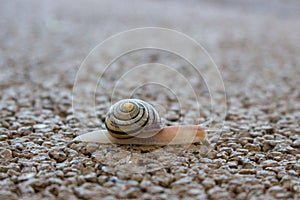 Cute snail with shell on trail macro. Nature close up. Small mollusk on sand. Wildlife background.