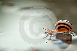 Cute snails reflection in the water. Shell macro, close-up image. Mirrored on water