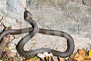 Cute snake basking in the sun