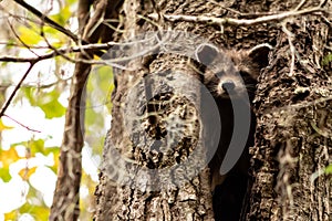 A cute snapshot of a young raccoon peaking from the hollow of a tree