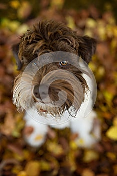 Cute snauzer puppy sitting in autumn landscape