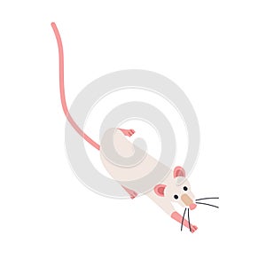 Cute sneaking fancy rat. Adorable domesticated rodent isolated on white background. Funny domestic animal slinking or