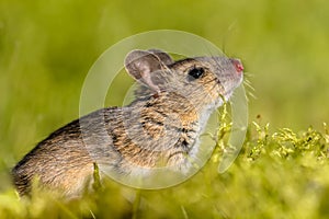 Cute sniffing Wood mouse in green surroundings