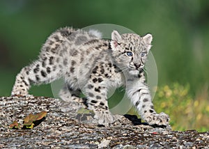 Snow leopard kitten prowling photo