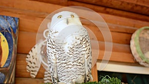 Cute snowy owl sitting at home and turns his head. Closeup view