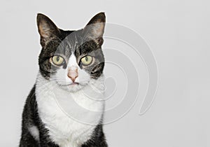 Cute but sober cat portrait isolated photo