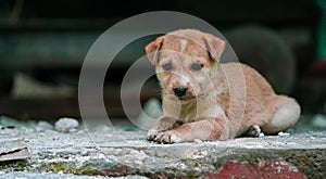 A Cute soft brown color Puppy Sitting with copyspace on the left. small cute puppy dog looking front, Indian street dog puppy