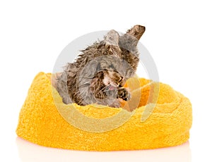 Cute soggy kitten after a bath. isolated on white