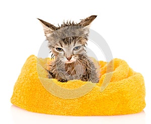 Cute soggy kitten after a bath. isolated on white background photo