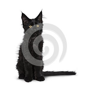 Cute solid black Maine Coon cat kitten on white background