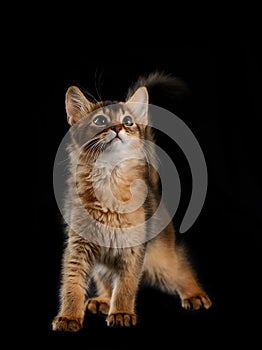 Cute somali kitten on black