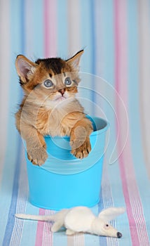Cute somali kitten in a bucket with mouse