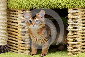 Cute somali kitten indoor