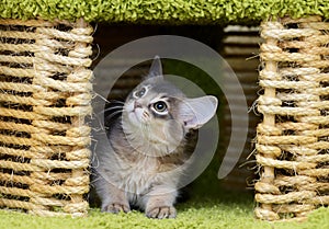 Cute somali kitten indoor