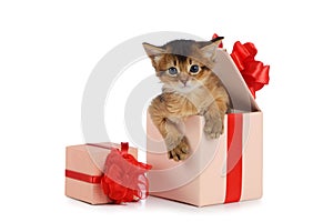 Cute somali kitten in a present box