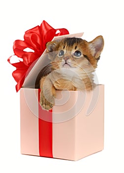 Cute somali kitten in a present box