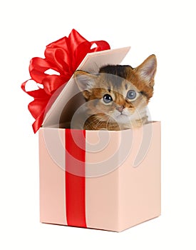 Cute somali kitten in a present box