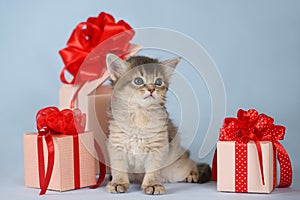 Cute somali kitten sitting near a present box