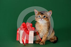 Cute somali kitten sitting near a present box