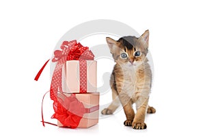 Cute somali kitten stay near a present box
