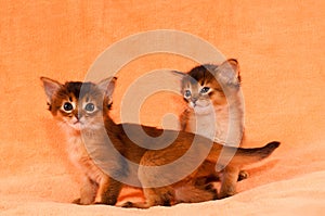 Cute somali kittens