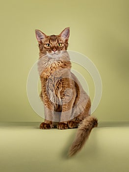 Somali cat on green background