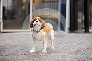 Cute spaniel dog with collar waiting owner by the door