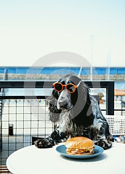 Cute spaniel dog in red glasses is sitting in  cafe and looking at  burger. Funny postcard with pet in summer