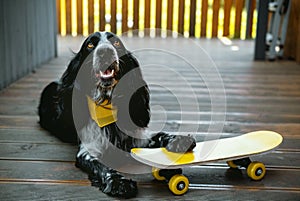 Cute spaniel dog wearing yellow bandana is laying with yellow skateboard. Humor summer pet card concept