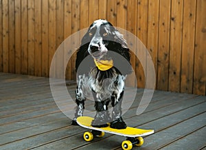 Cute spaniel dog wearing yellow bandana is standing on yellow skateboard. Humor, pet postcard concept
