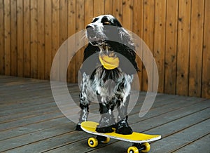 Cute spaniel dog wearing yellow bandana is standing on yellow skateboard. Humor, pet postcard concept