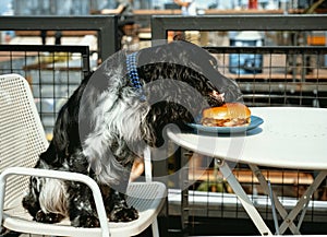 Cute spaniel eats burger sitting at table in cafe. Animal theme. Cute animals, dog friendly cafe concept
