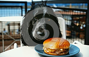 Cute spaniel eats burger sitting at table in cafe. Animal theme. Cute animals, dog friendly cafe concept