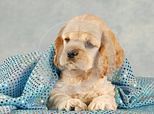 Cute spaniel puppy