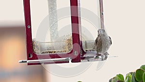 Cute sparrow on a birdfeeder