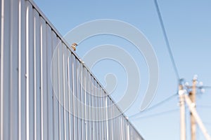 Cute sparrow sitting on white metal fence in sunny garden urban garden