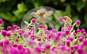 Cute sparrow stand on the beautiful purple flowers